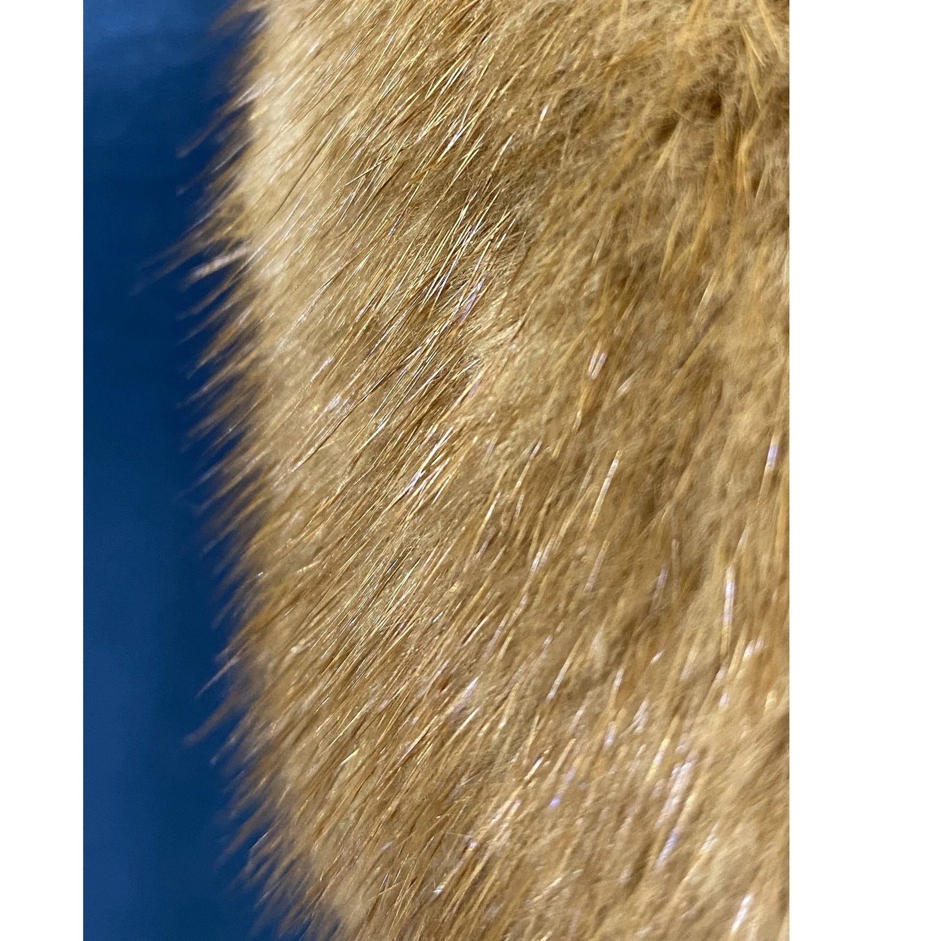 Dsquared2 Mink Collar Sleeveless Top